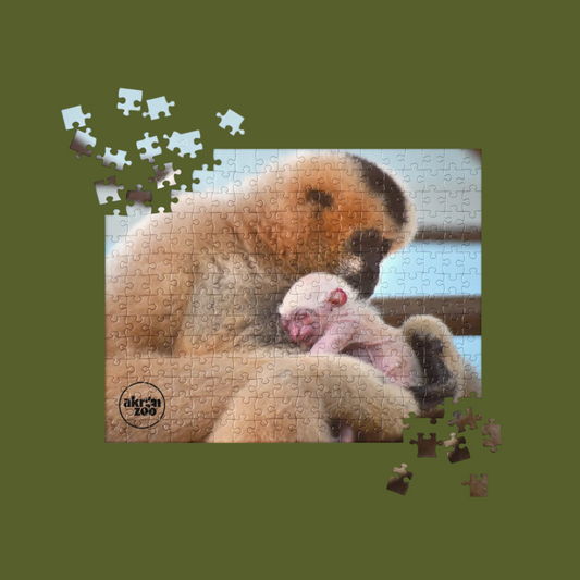 Parker Holding Baby Gibbon Puzzle