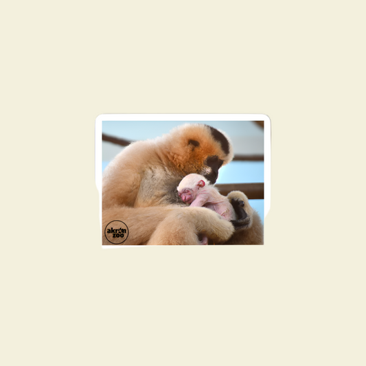 Parker Holding Baby Gibbon Sticker