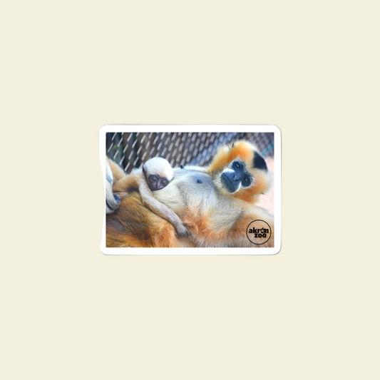 Baby Gibbon Sleeping Sticker